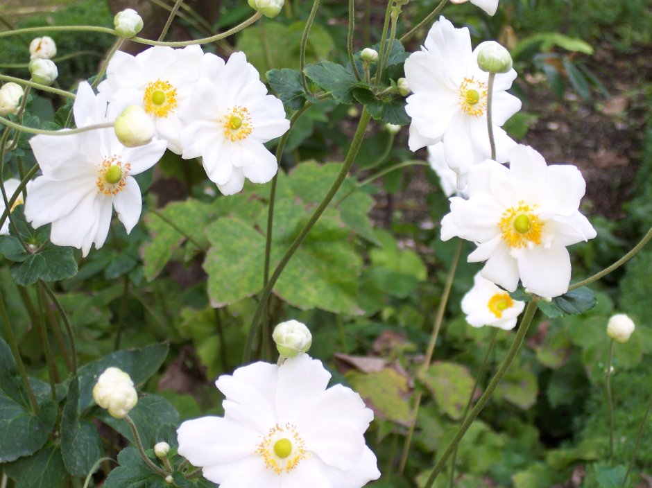 Анемона гибридная Honorine Jobert