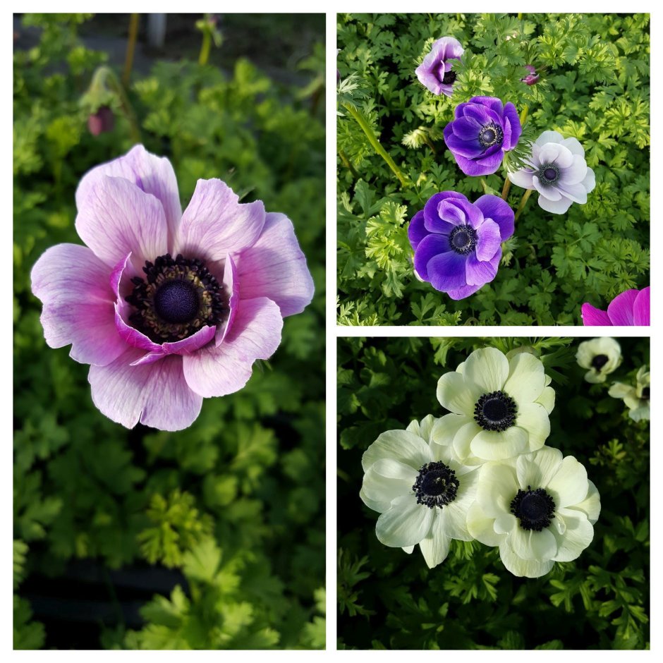 Anemone Fantasy Elsa анемона