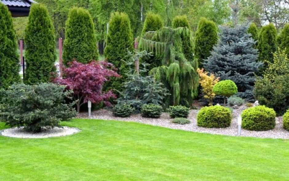 Сосна Горная кустарниковая изгородь