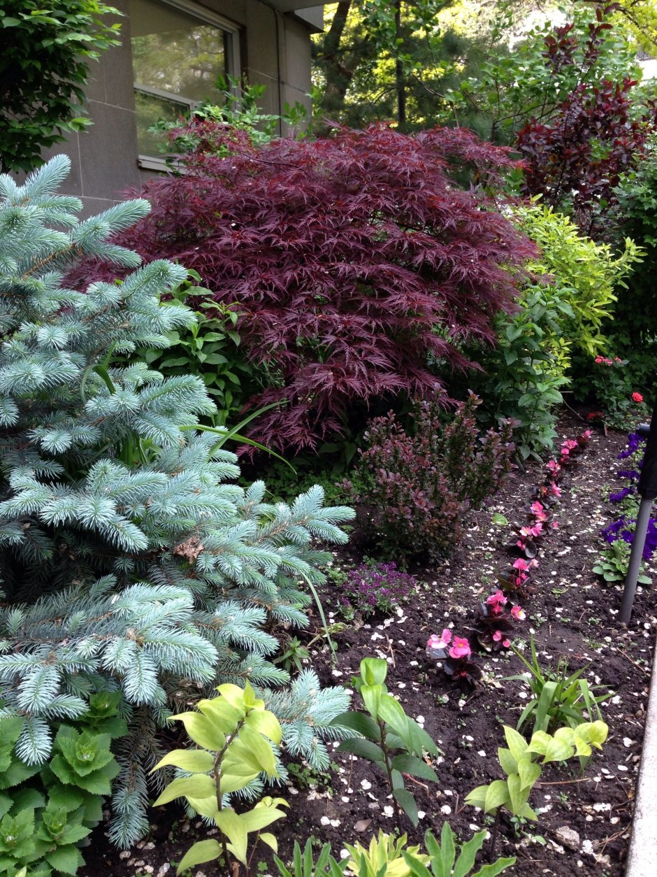 Хвойники в Лесном ландшафте