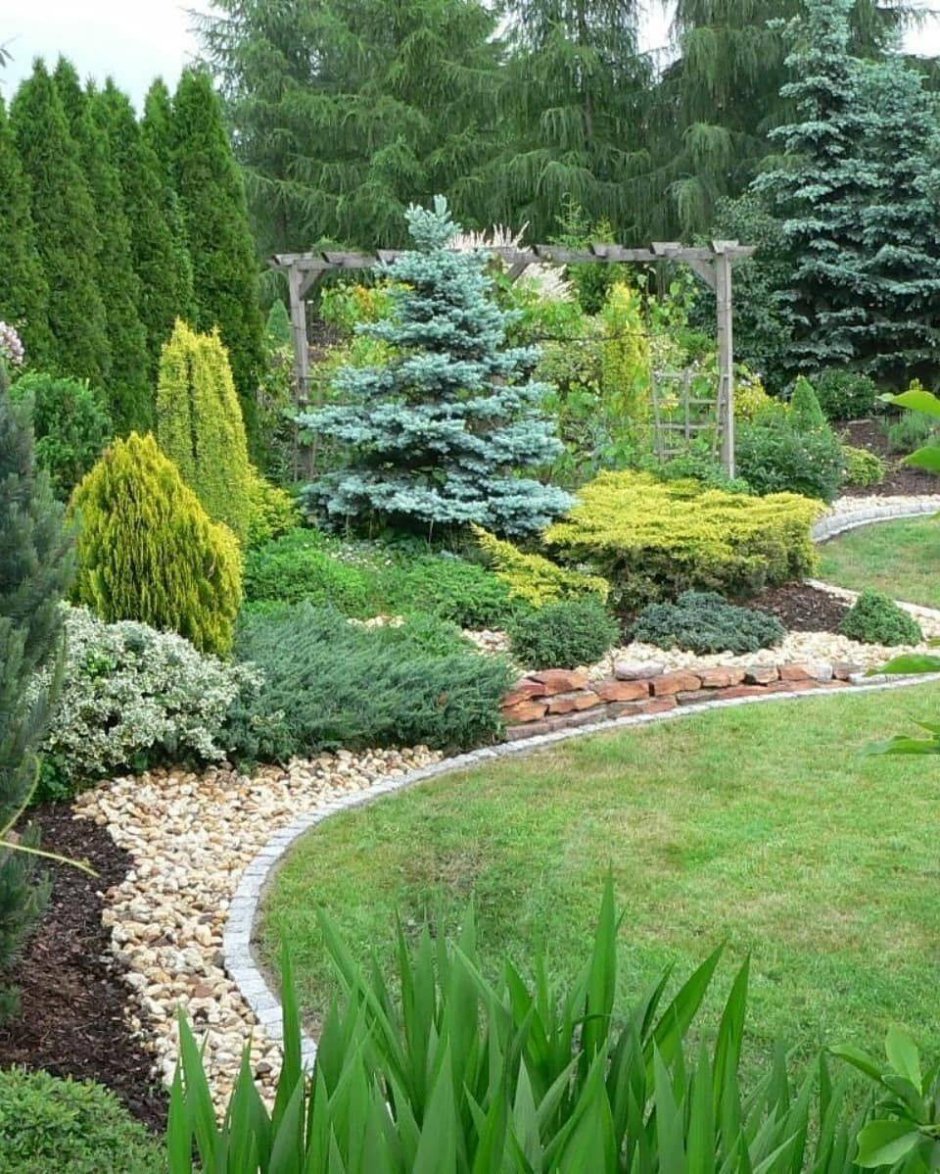 Пинарий хвойники