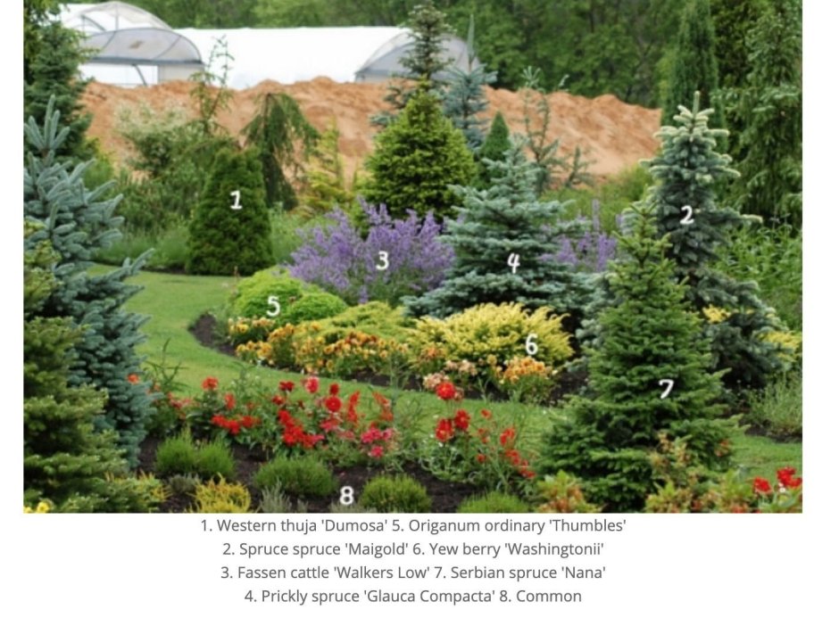 Туя Даника в миксбордере