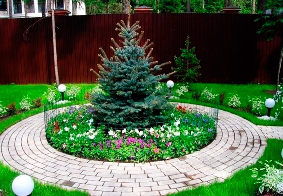 Клумба туя Хоста можжевельник