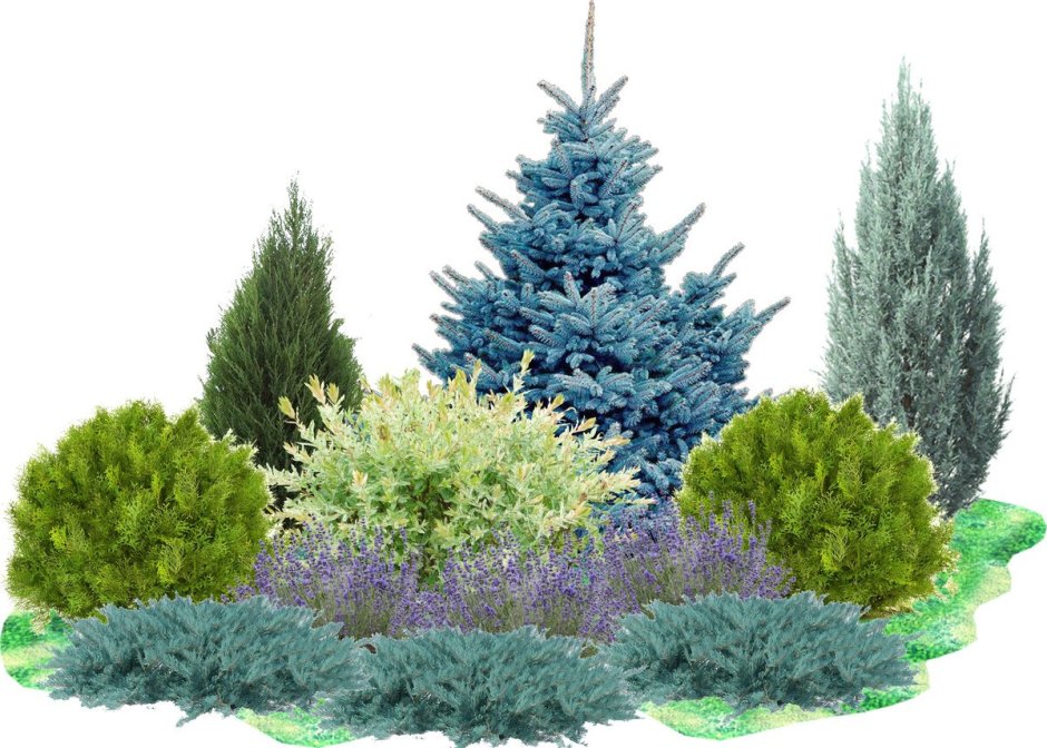 Можжевельник казацкий и Хоста