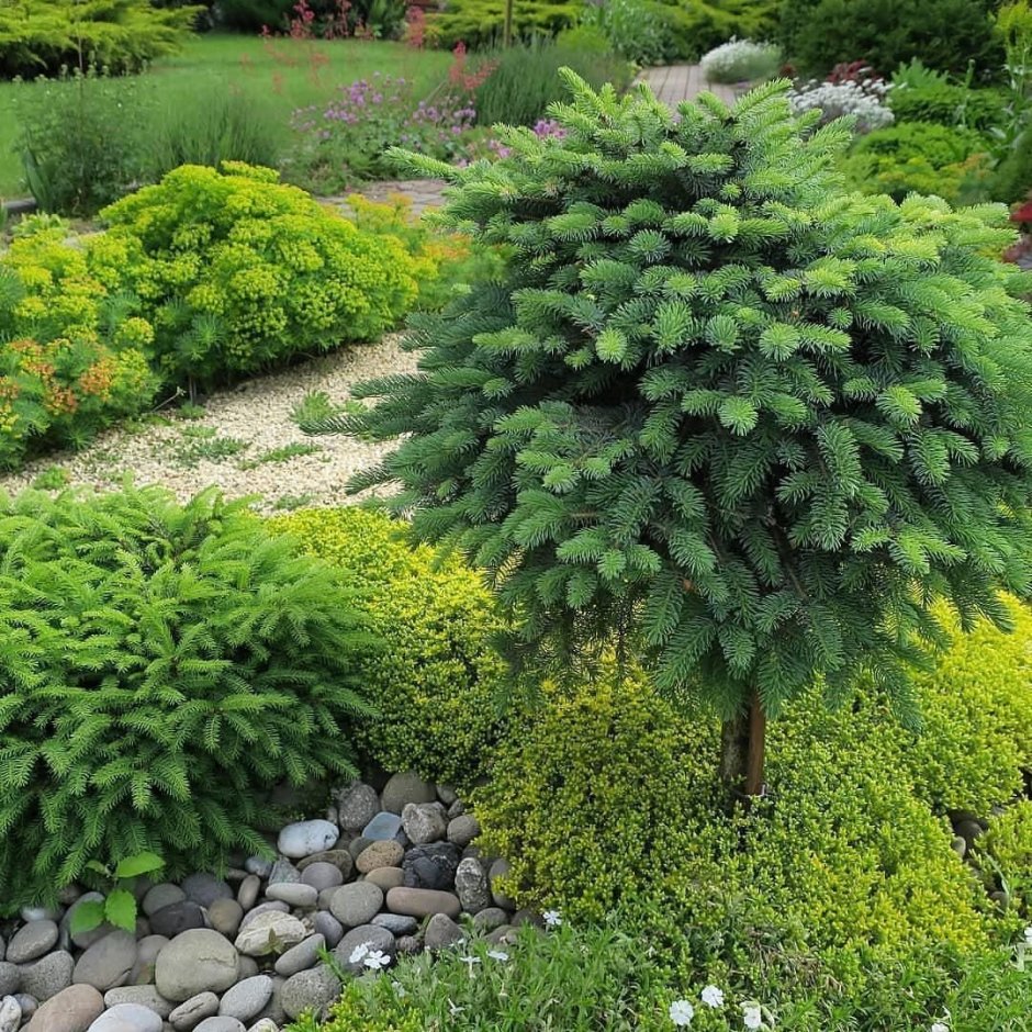 Хвойный сад панорама