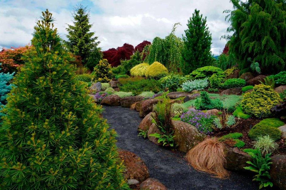 Хвойный рокарий миксбордер