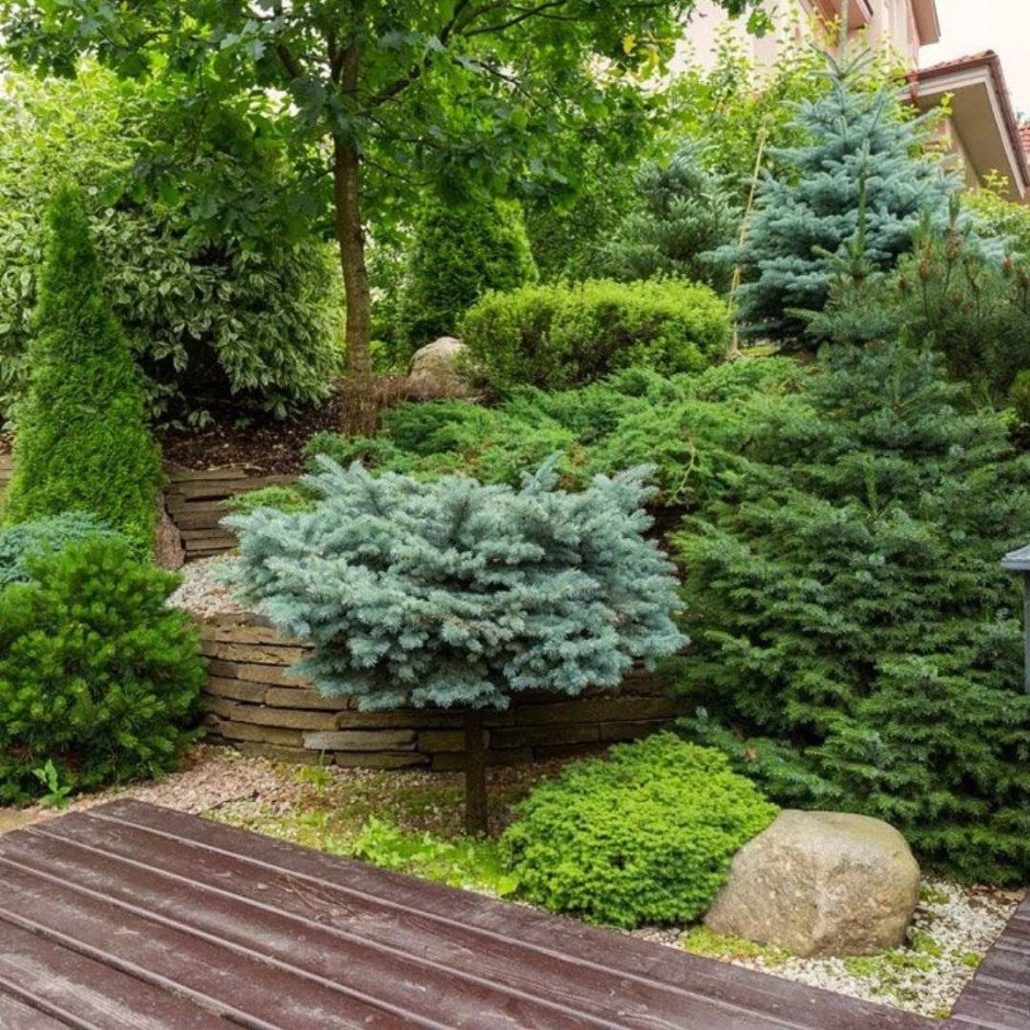 Ель обыкновенная Нидиформис