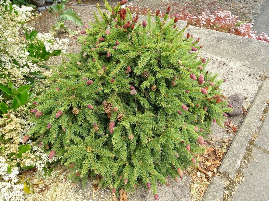 Миксбордер с можжевельником скальным