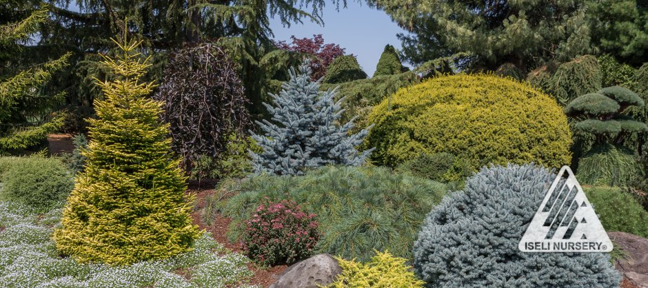 Розы в сочетании с хвойниками