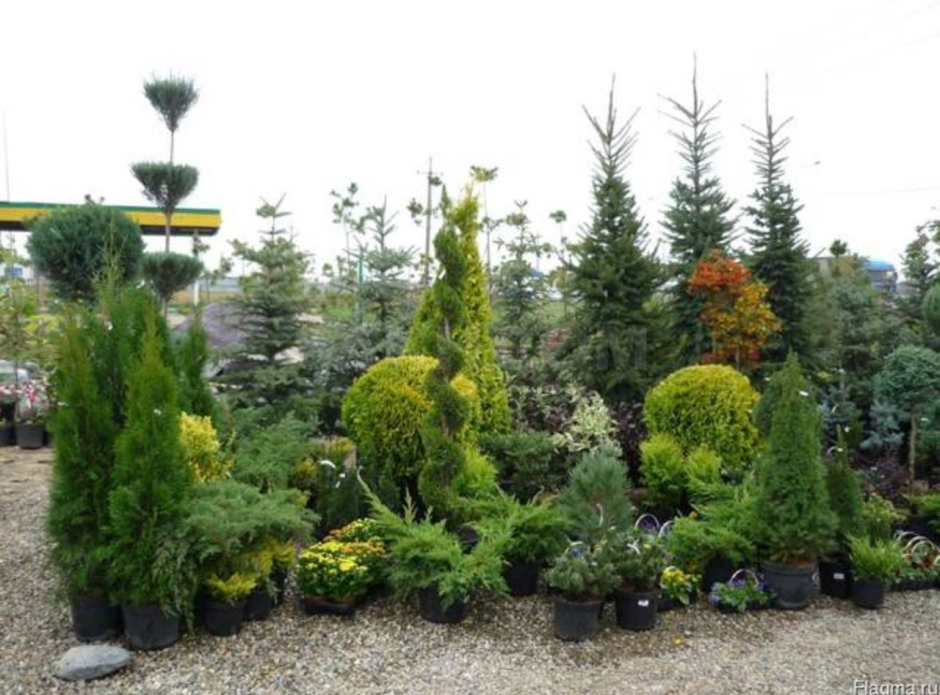 Ель Глаука изгородь