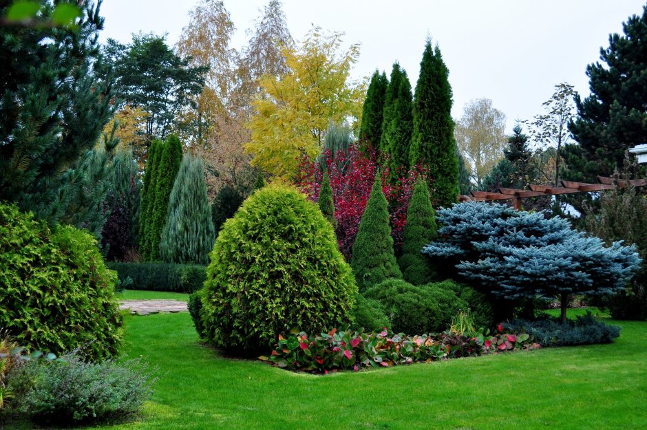 Розарий с хвойниками в ландшафтном
