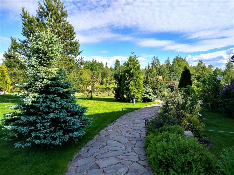 Туя Смарагд голубая ель миксбордер