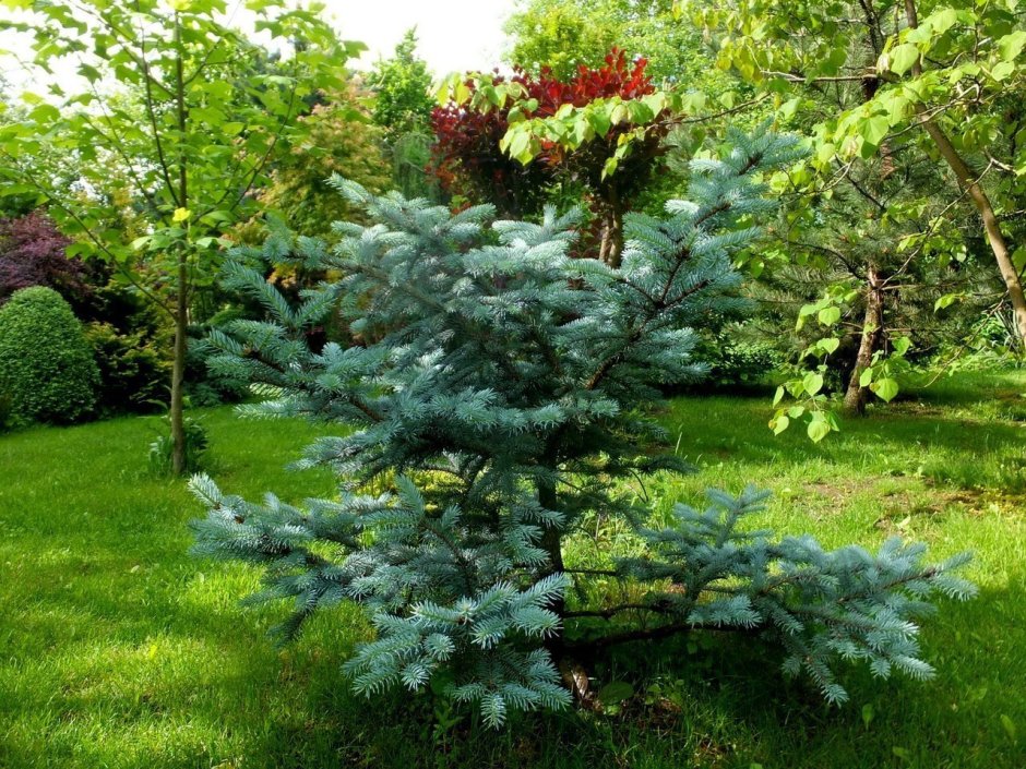 Туя Глаука Глобоза