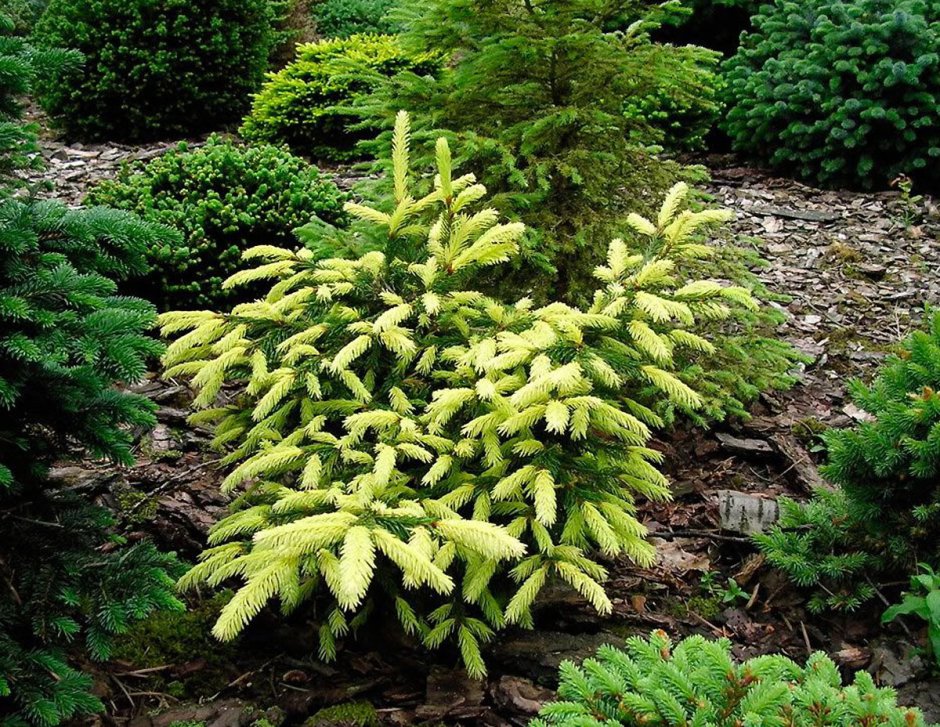 Ель обыкновенная Акрокона