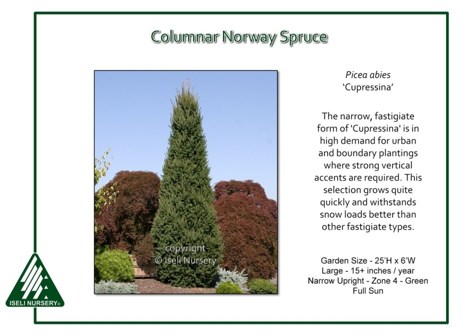 Пихта Abies Koreana