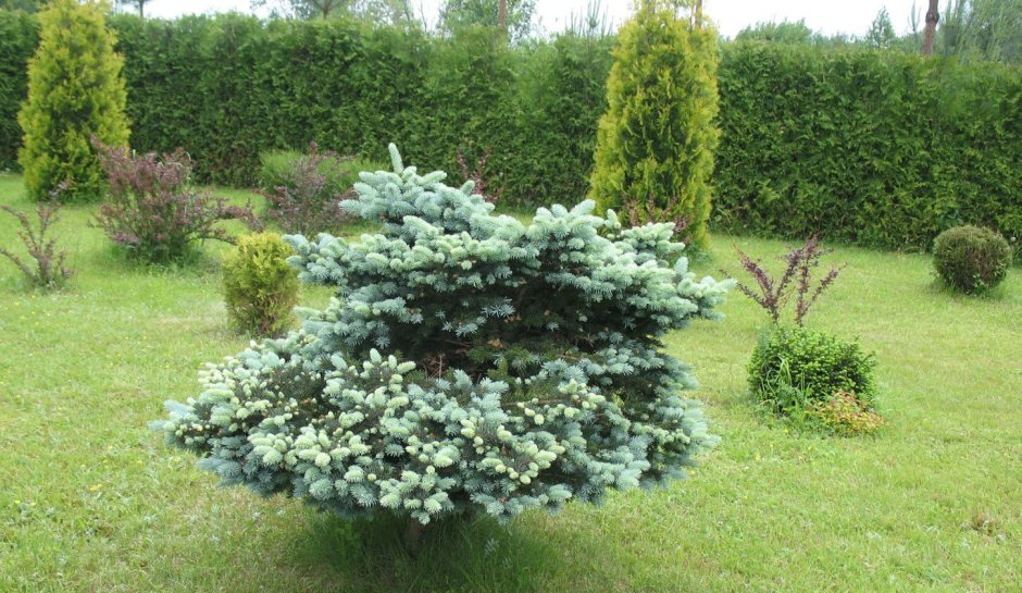 Ель блюз в ландшафтном дизайне