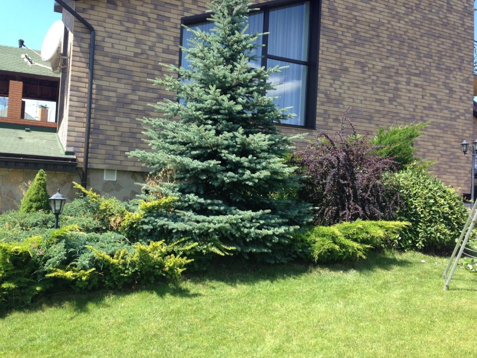 Миксбордер с елью Глаука Глобоза