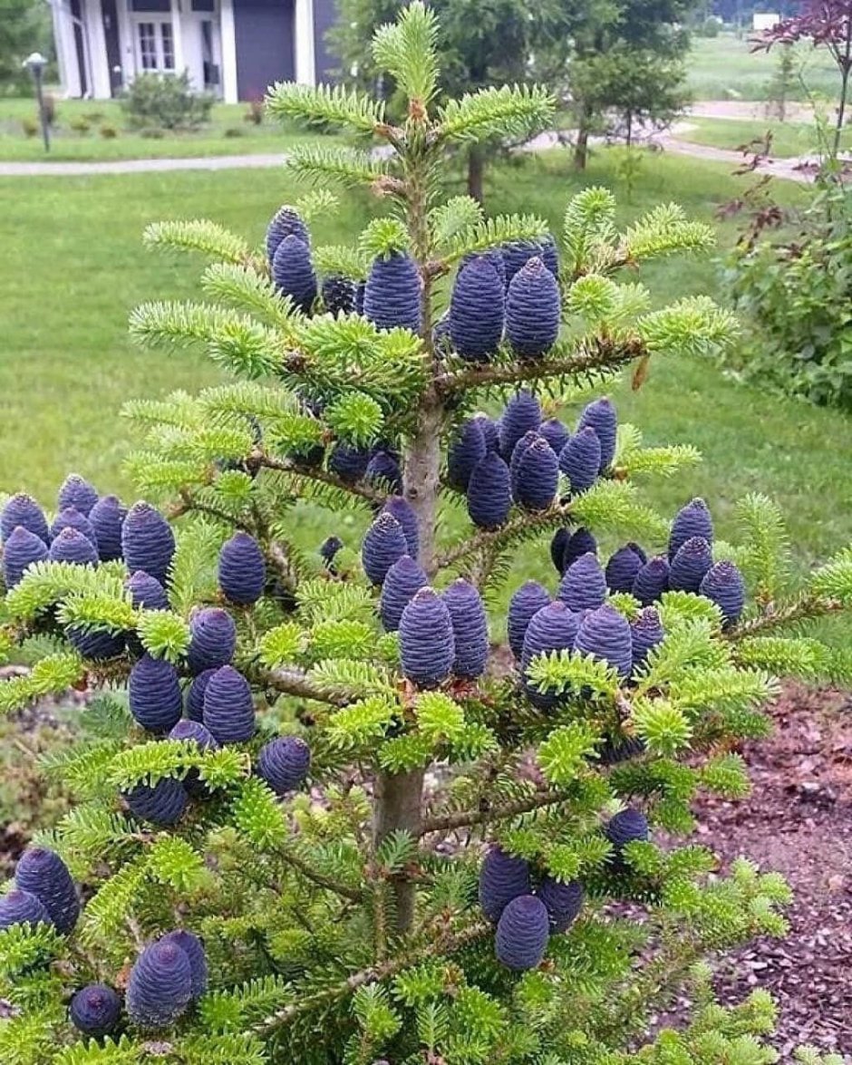 Ель Нидиформис в ландшафтном