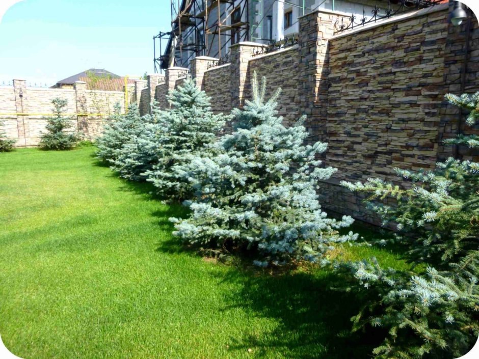 Туя Смарагд,сосна Горная