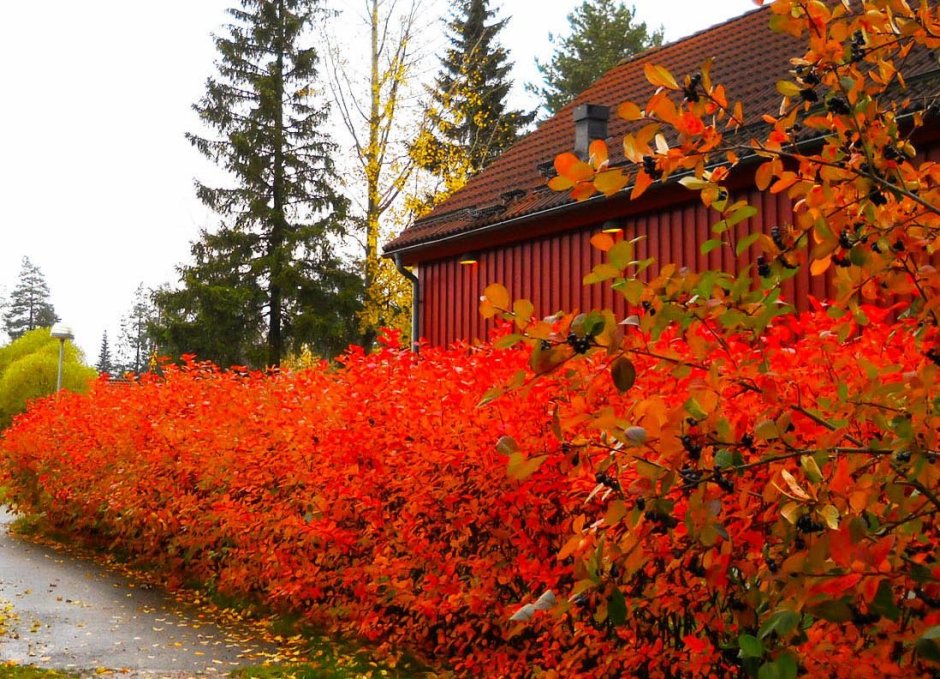 Арония черноплодная Живая изгородь