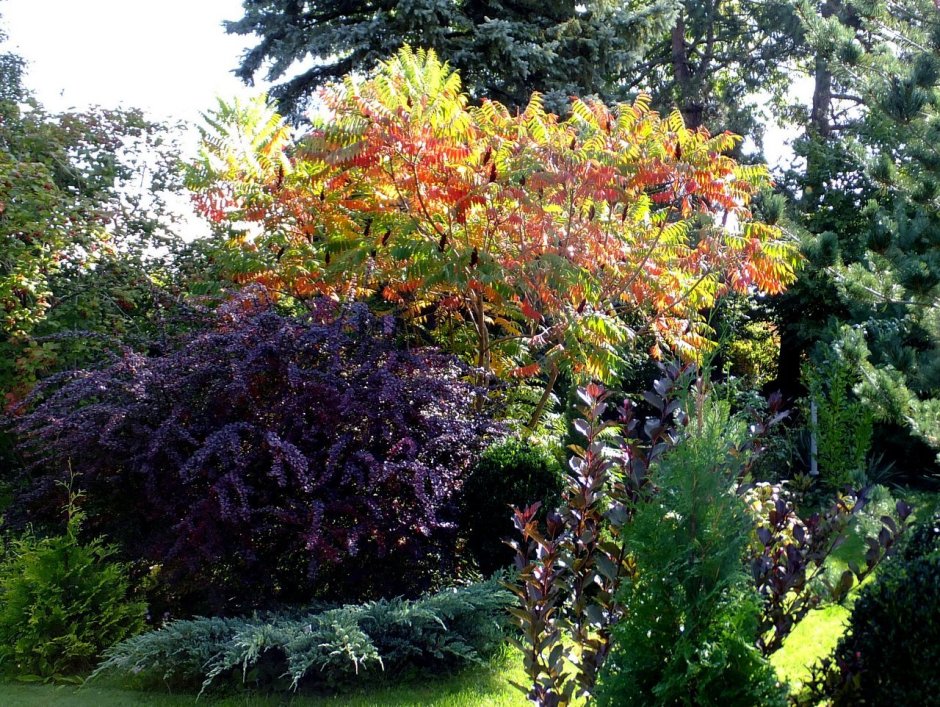 Сумах оленерогий в ландшафте