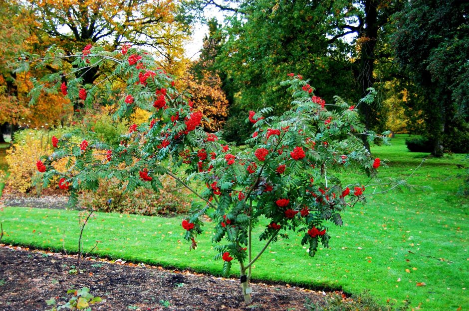 Рябина обыкновенная Невежинская