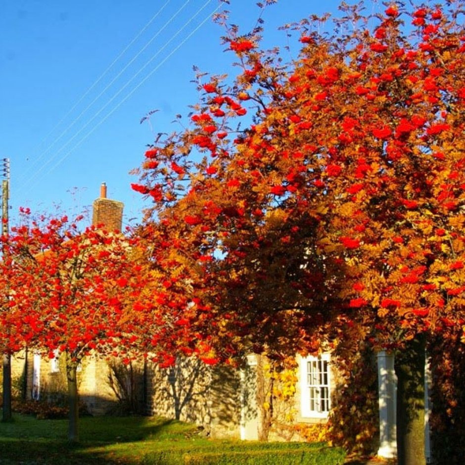Рябина дуболистная в ландшафте