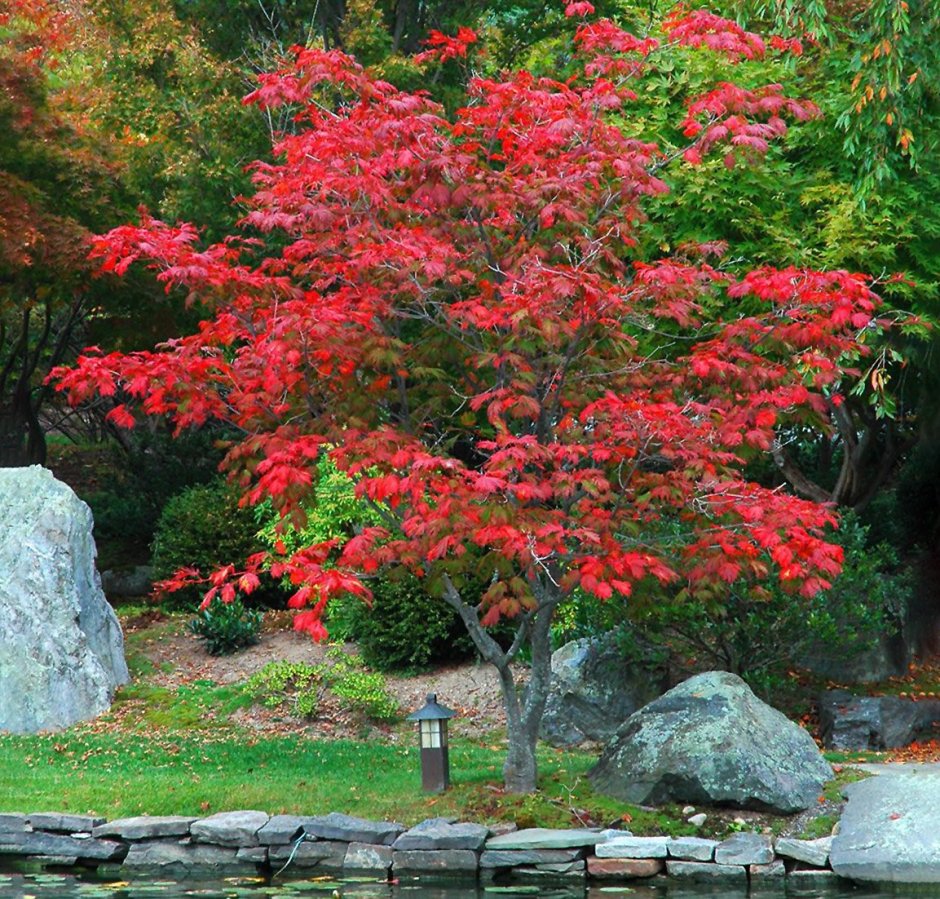 Клен Гиннала многоствольный
