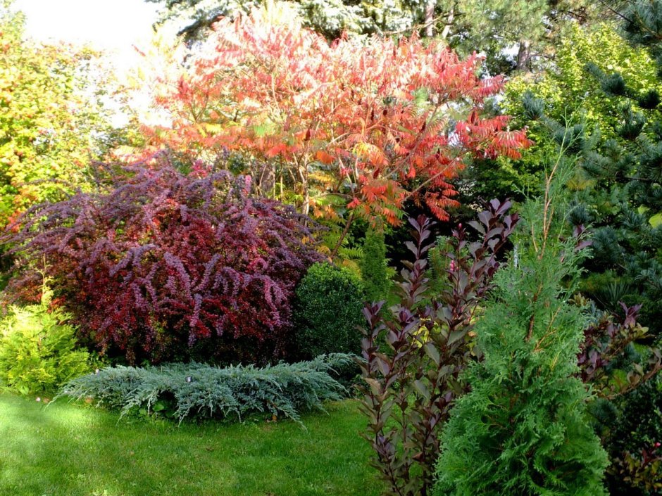 Миксбордер форзиция спирея Барбарис