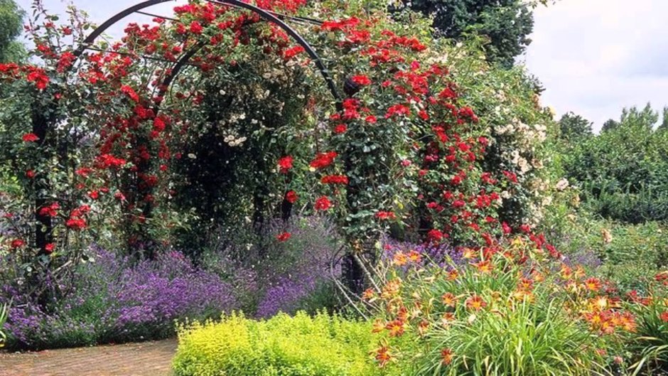 Лимонник китайский в ландшафте