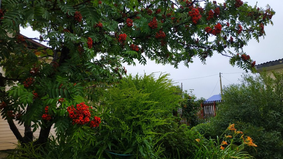 Айва кустарник