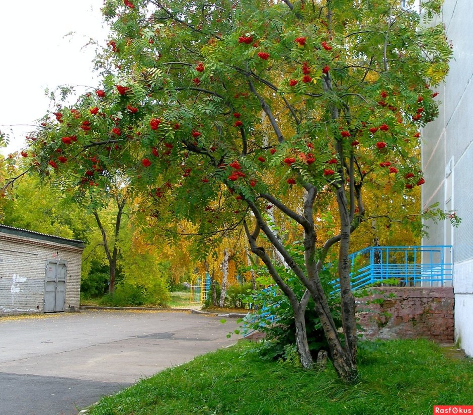 Рябина обыкновенная в Кольцовском сквере Воронеж