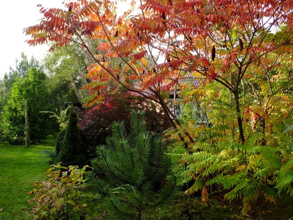 Рябина в ландшафтном дизайне