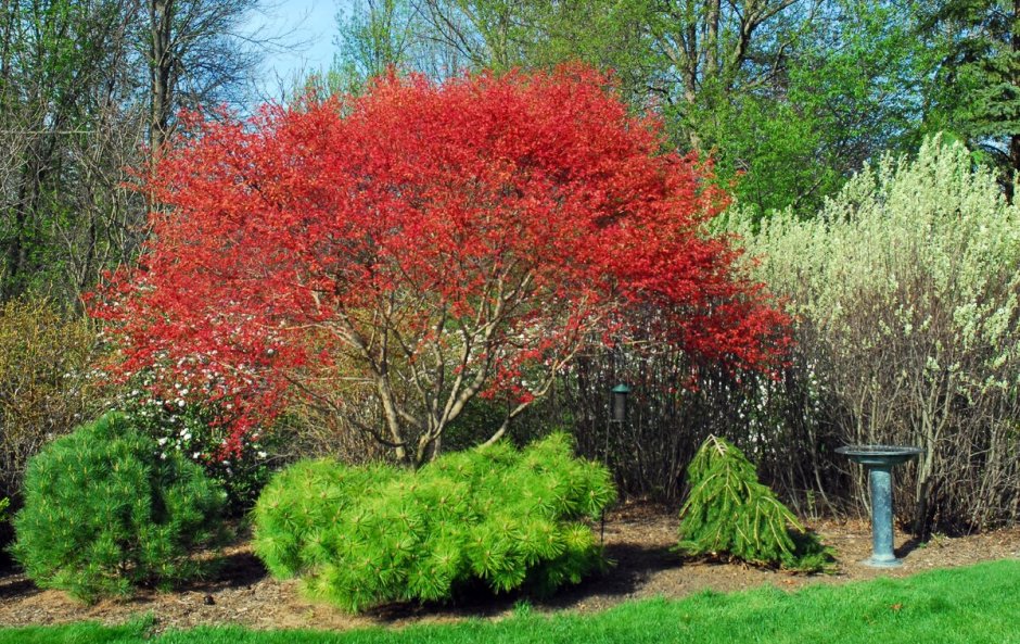 Клен Гиннала куст