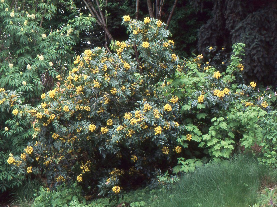 Магония падуболистная Mahonia aquifolium куст