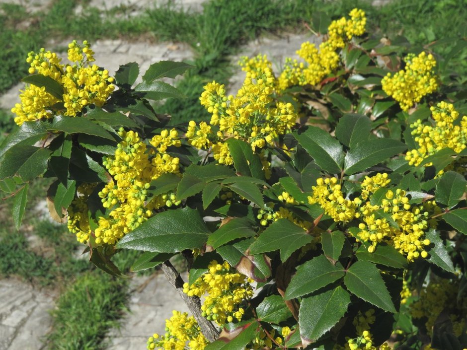 Магония падуболистная (Mahonia aquifolium (Pursh) Nutt.);