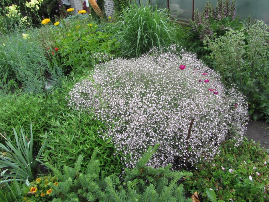 Гипсофила метельчатая паутинка