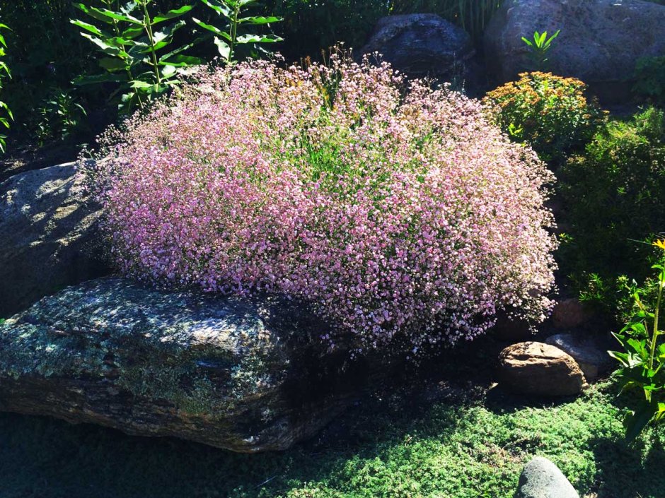 Гипсофила метельчатая Роуз