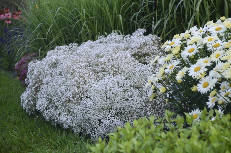 Гипсофила метельчатая саммер Спарклз