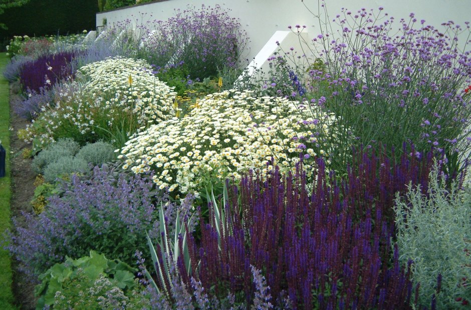 Вербена шалфей