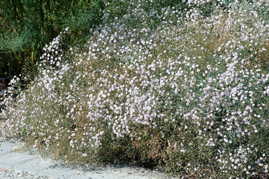 Гипсофила Gypsophila repens
