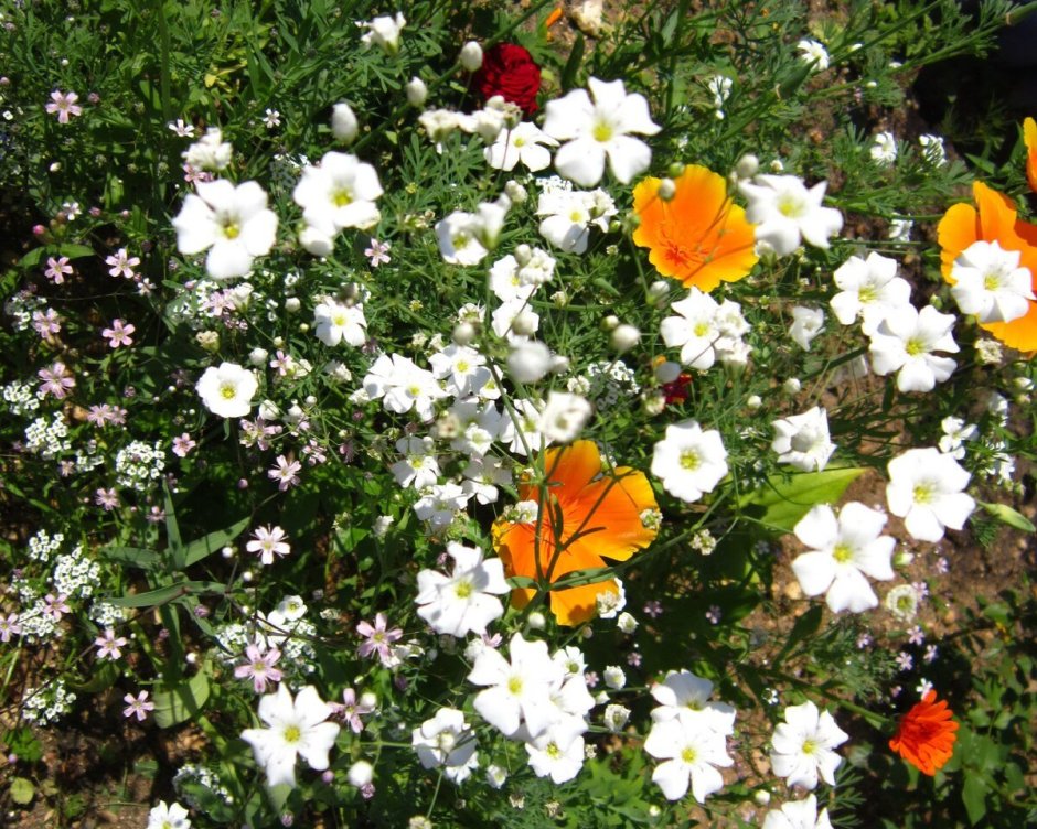 Гипсофила розарий