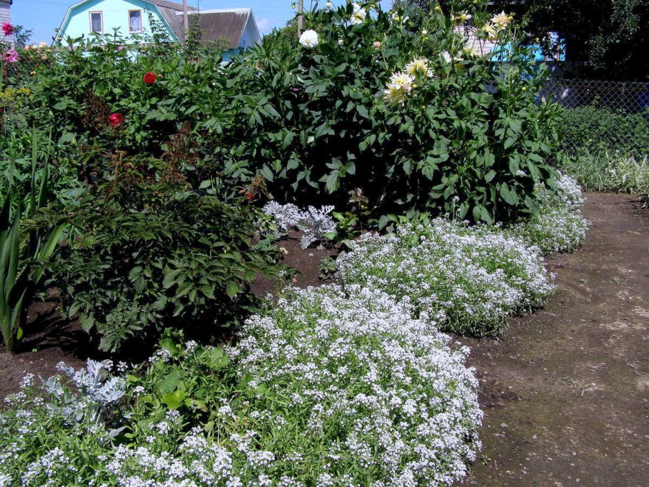 Алиссум Приморский горный снег