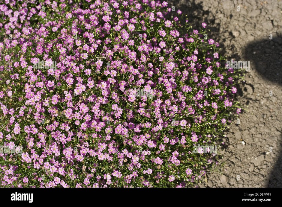 Гипсофила Джипси дип Роуз