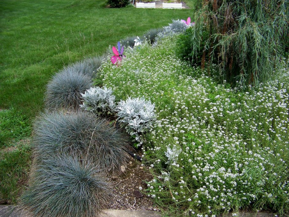 Фестука, сантолина