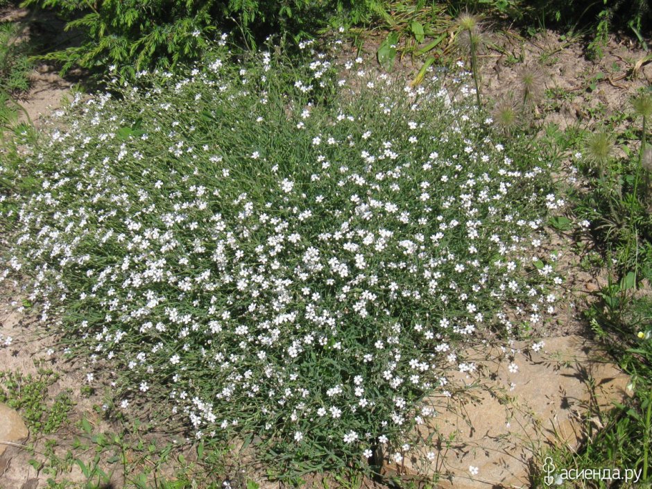 Гипсофила ползучая Альба