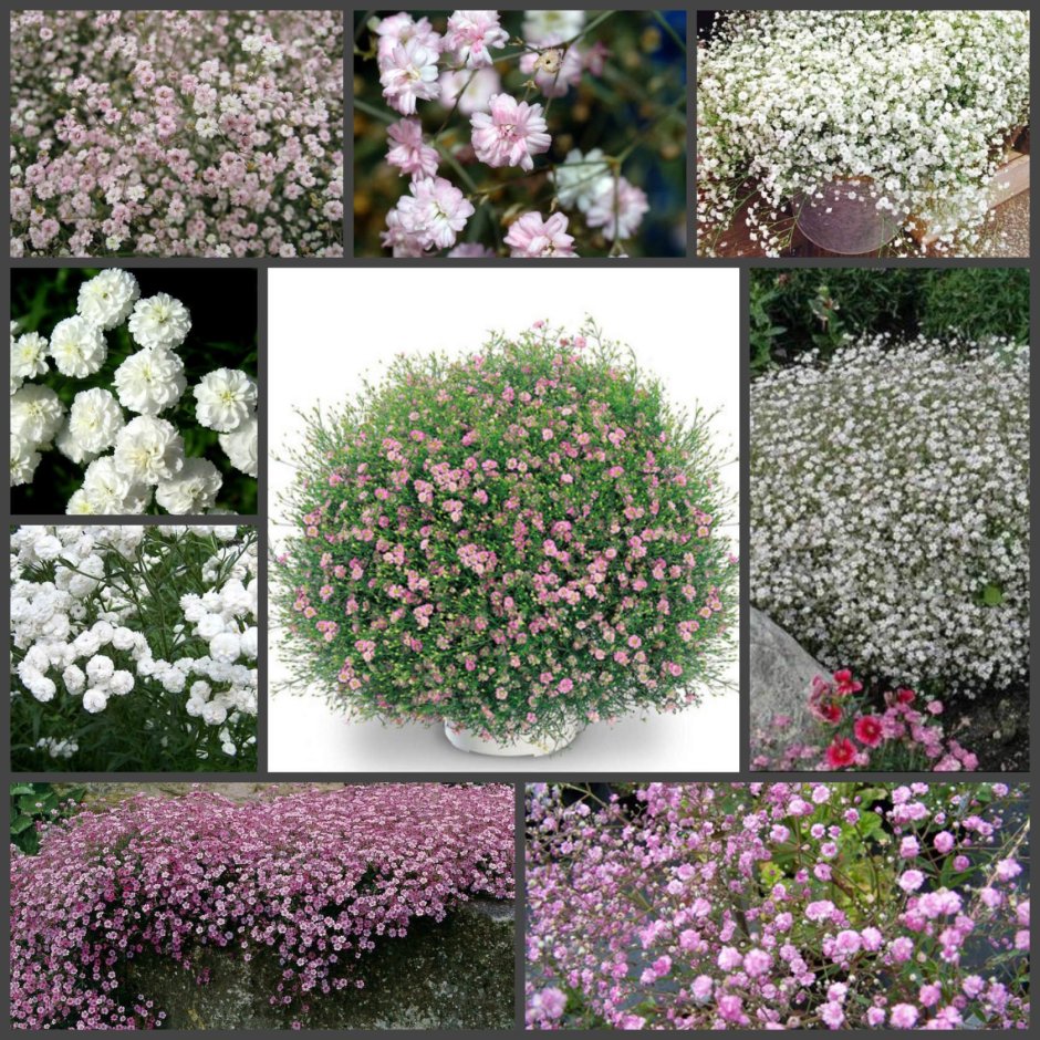 Гипсофила ползучая