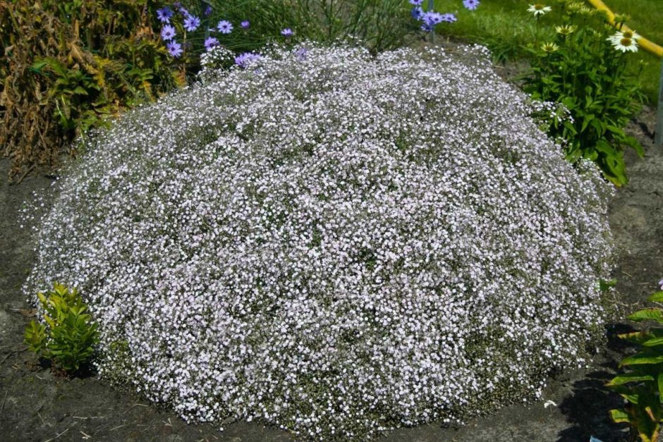 Гипсофила метельчатая Сноуфлейк