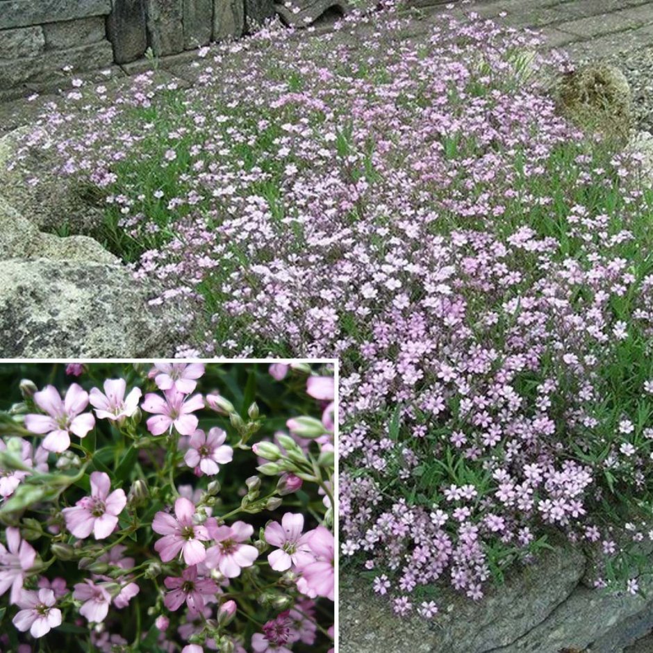 Гипсофила ползучая Альба