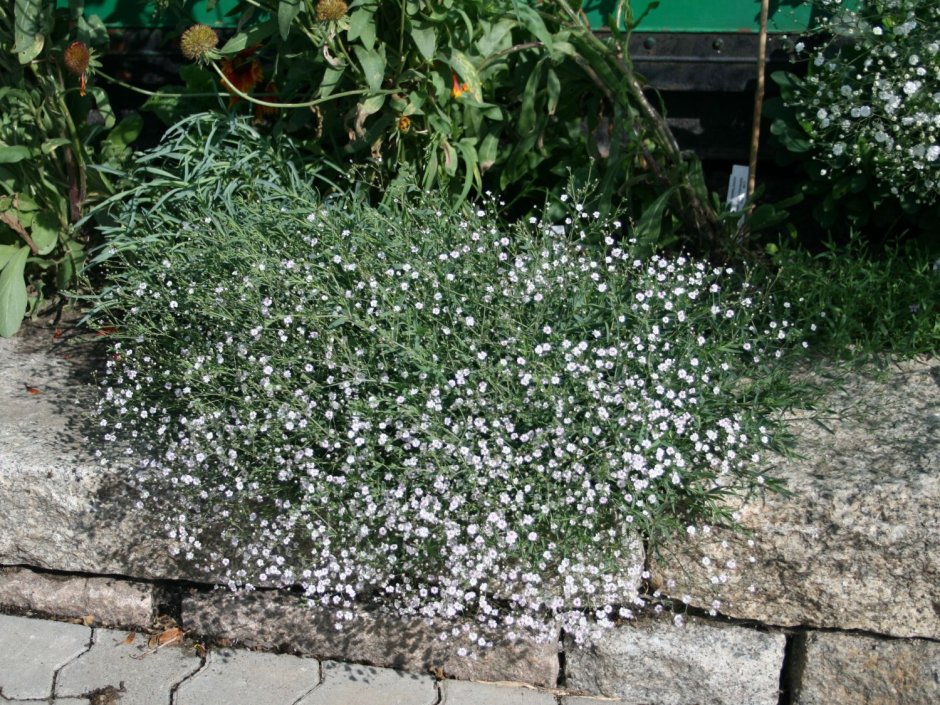 Гипсофила Gypsophila Rosenschleier
